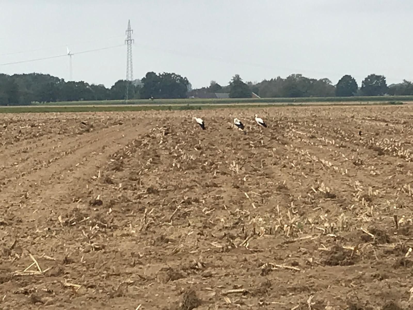Eindruck vom Schmeddershof